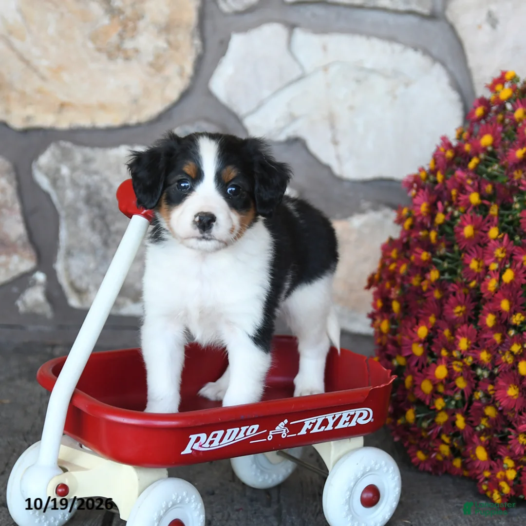 Mini Bernedoodle dogs for sale: Daisy - Ad 2