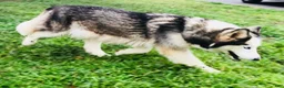Siberian Husky dogs for sale: Valerie - Ad 14