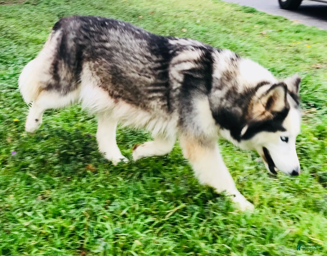 Siberian Husky dogs for sale: Valerie - Ad 14