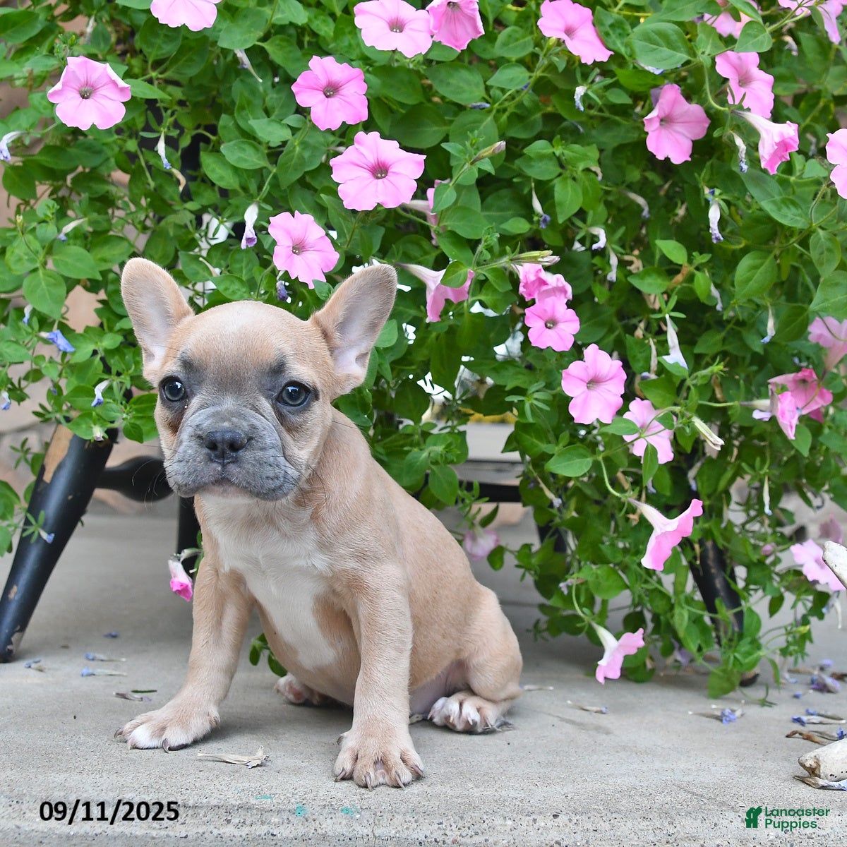 French Bulldog dogs Fable - Ad 2
