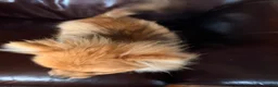 Pomeranian dogs for sale: Winnie - Ad 4