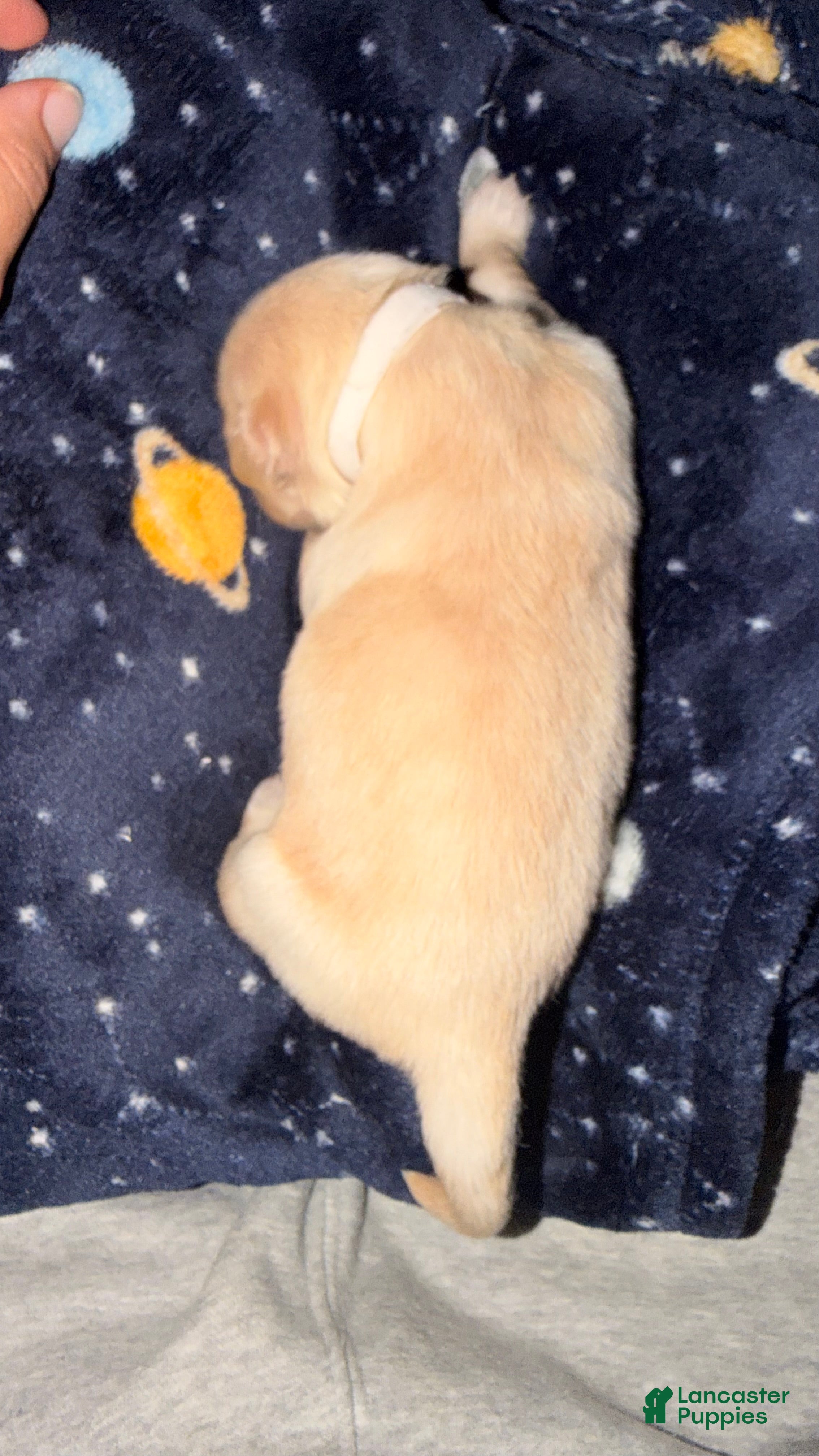 Golden Retriever dogs White  - Ad 2