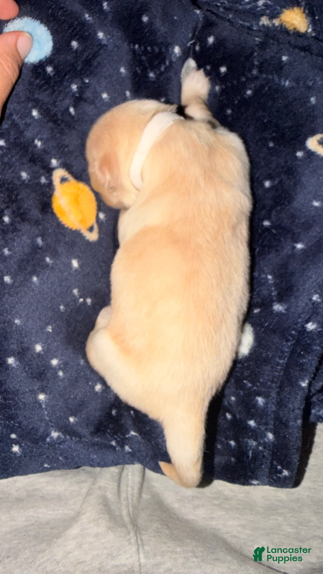 Golden Retriever dogs for sale: White  - Ad 2