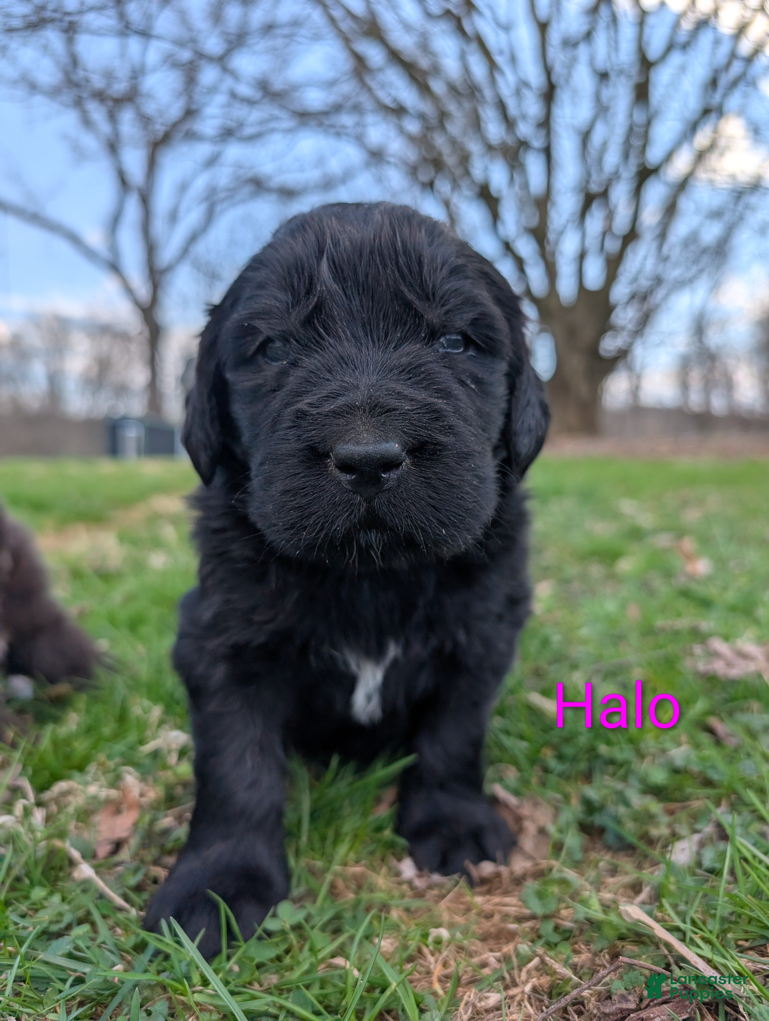 Newfoundland dogs Halo - Ad 24