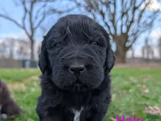 Newfoundland dogs Halo - Ad 24