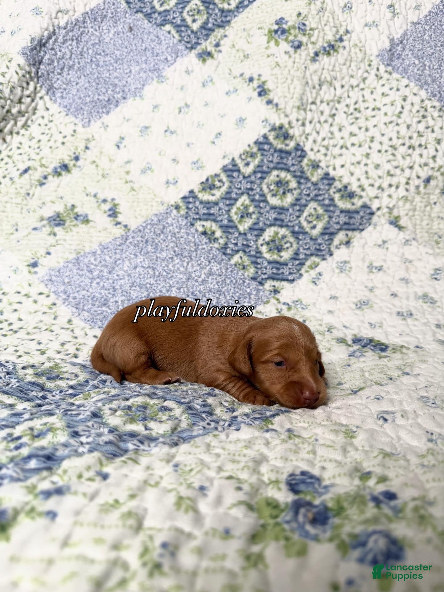 Dachshund dogs AKC Red Long Haired Female Dachshund DNA CLEAR - Ad 35