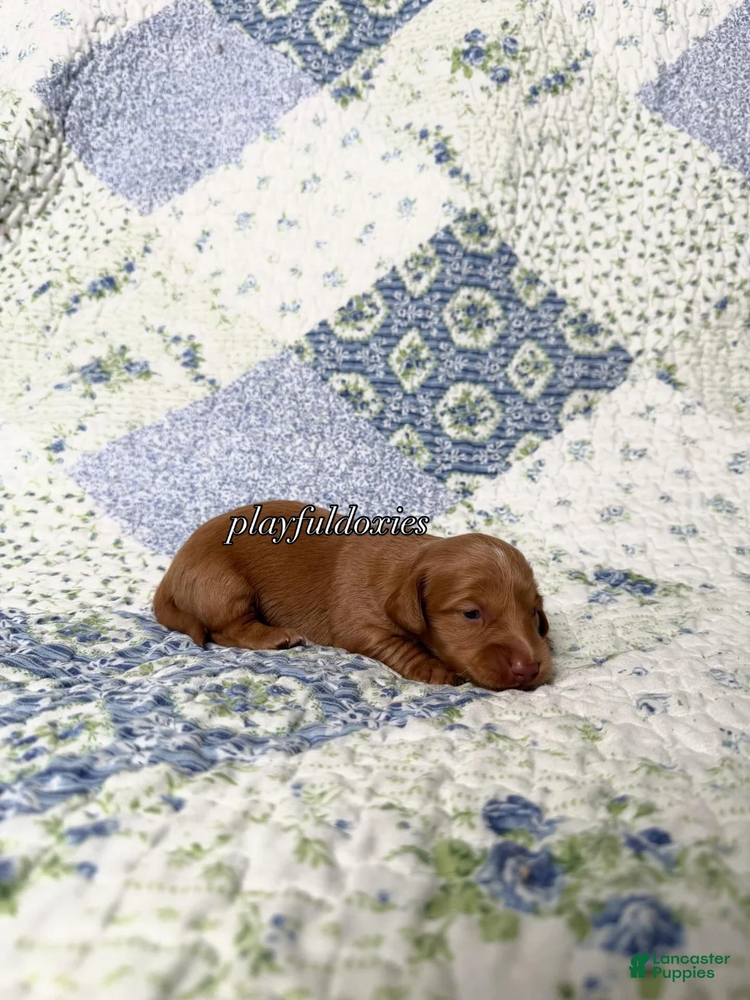 Dachshund dogs for sale: AKC Red Long Haired Female Dachshund DNA CLEAR - Ad 8