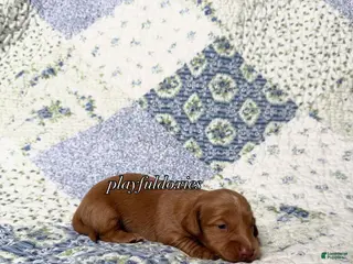 Dachshund dogs AKC Red Long Haired Female Dachshund DNA CLEAR - Ad 4