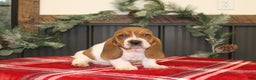 Basset Hound dogs for sale: Carly - Ad 1