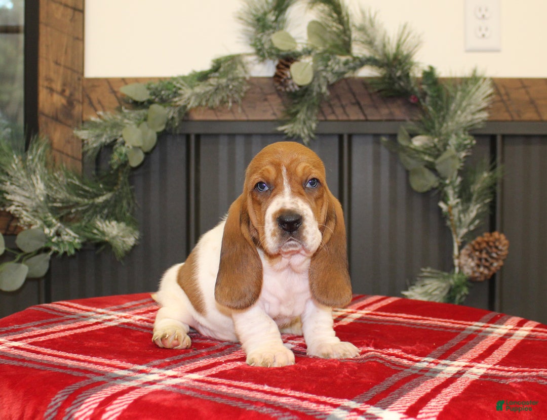 Basset Hound dogs for sale: Carly - Ad 1