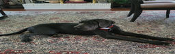 Great Dane dogs for sale: Lilac - Ad 2