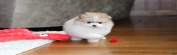 Pomeranian dogs for sale: Teacup Preston - Ad 13