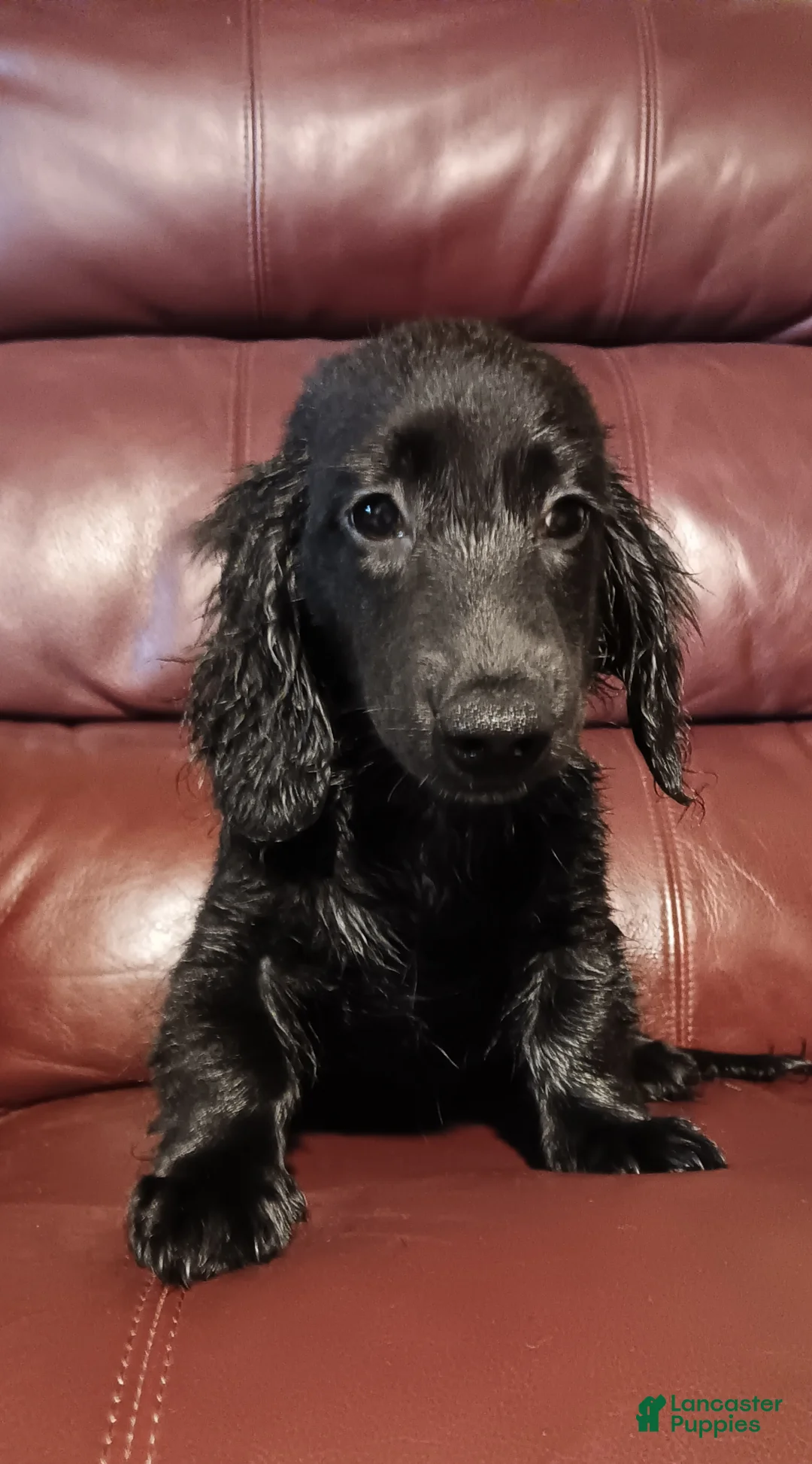 Miniature Dachshund dogs for sale: SOLID BLACK AKC MALE - Ad 1