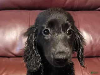 Miniature Dachshund dogs SOLID BLACK AKC MALE - Ad 3