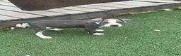 American Pit Bull Terrier dogs for sale: Blue- Banks - Ad 10