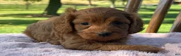 Cavapoo dogs for sale: Ruby - Ad 10
