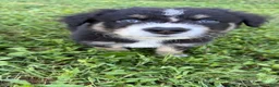 Australian Shepherd dogs for sale: Ranger - Male - Ad 2