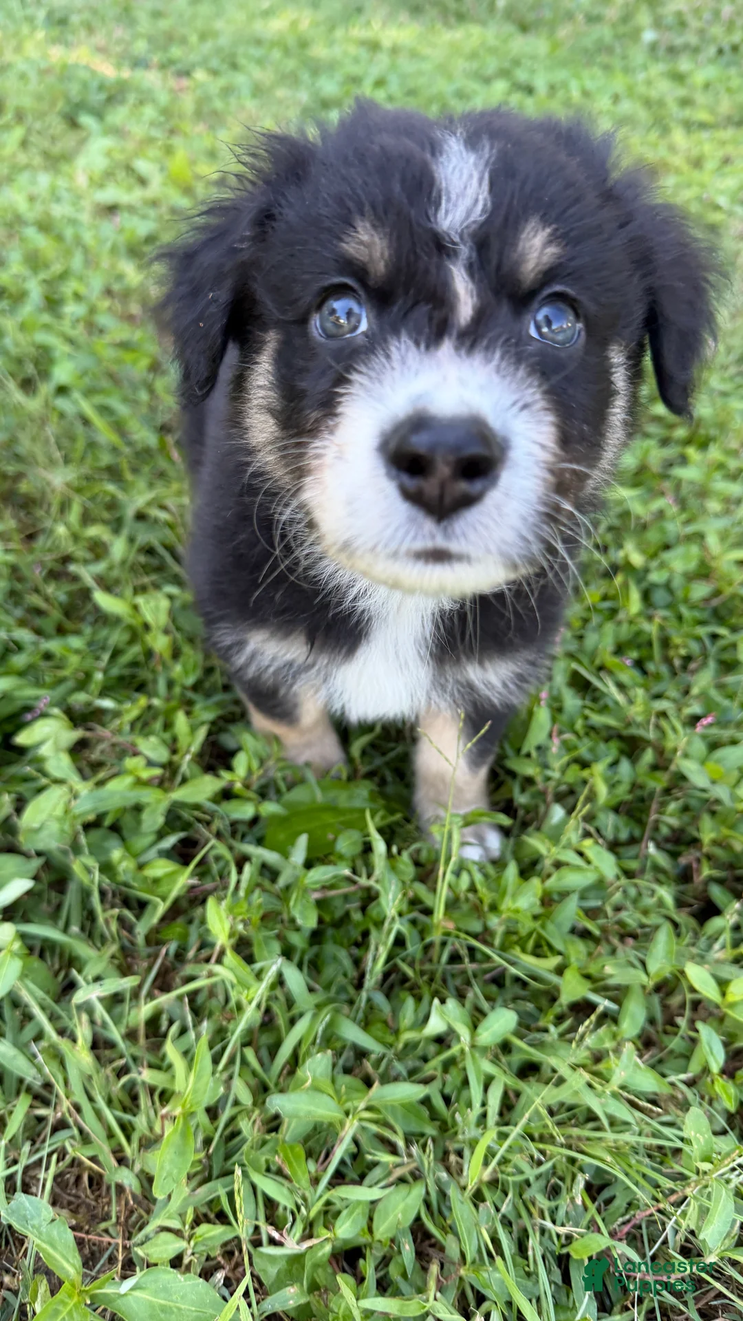 Australian Shepherd dogs for sale: Ranger - Male - Ad 2