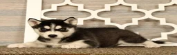 Siberian Husky dogs for sale: Princess - Ad 4