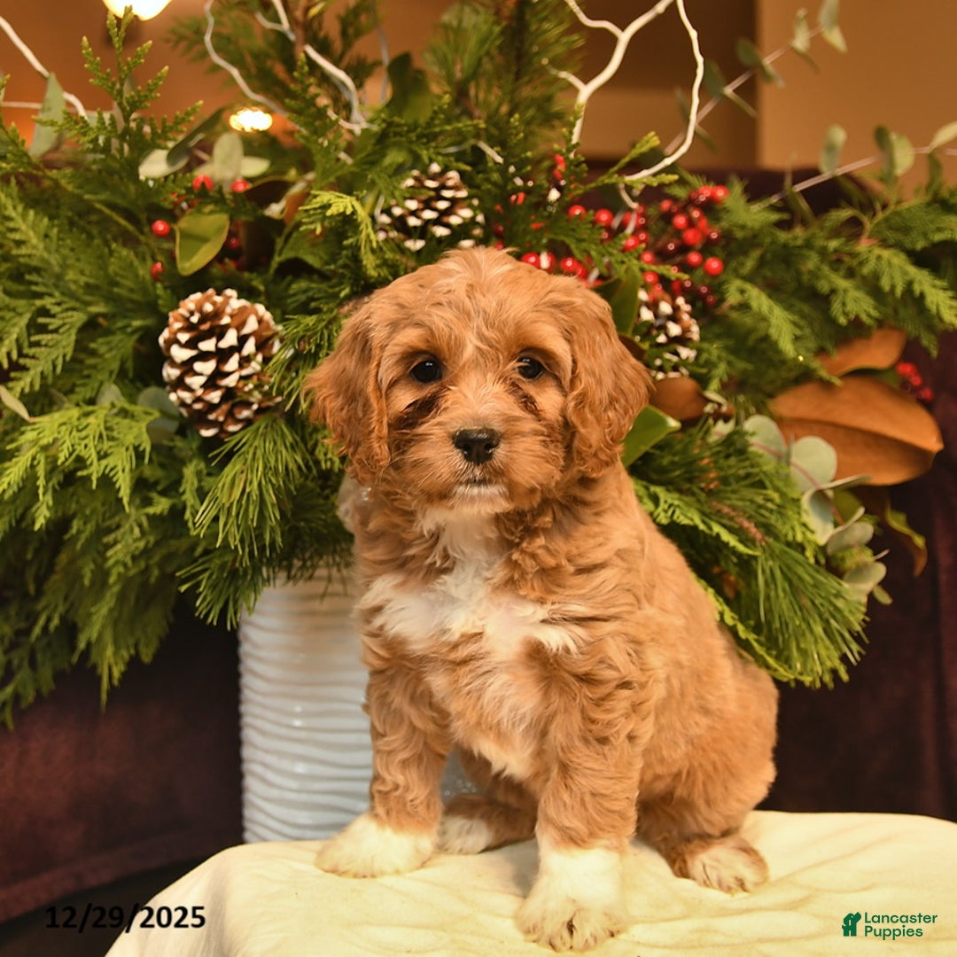 Cockapoo dogs for sale: Lavender  - Ad 2