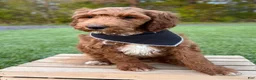 Irish Doodle dogs for sale: Cody - Ad 9