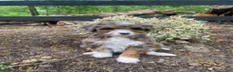 Bernedoodle dogs for sale: Roxy - Ad 5