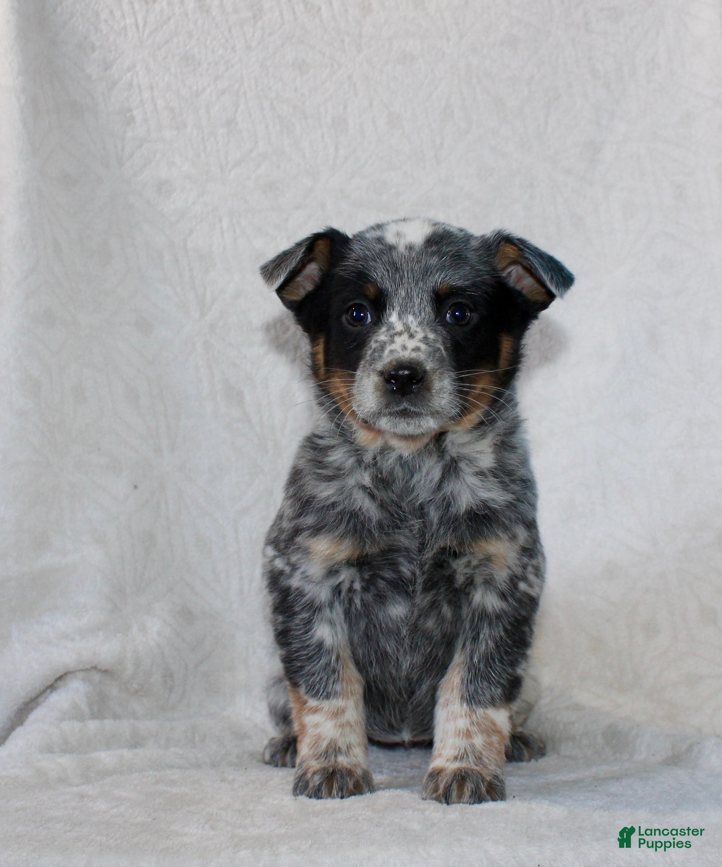 Australian Cattle Dog dogs Lily - Ad 13