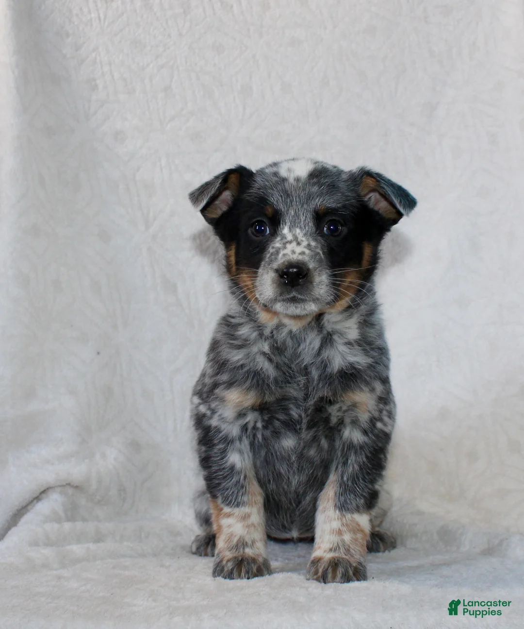 Australian Cattle Dog dogs for sale: Lily - Ad 1