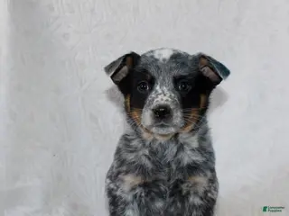 Australian Cattle Dog dogs Lily - Ad 11