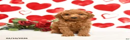 Miniature Poodle dogs for sale: Handsome - Ad 3