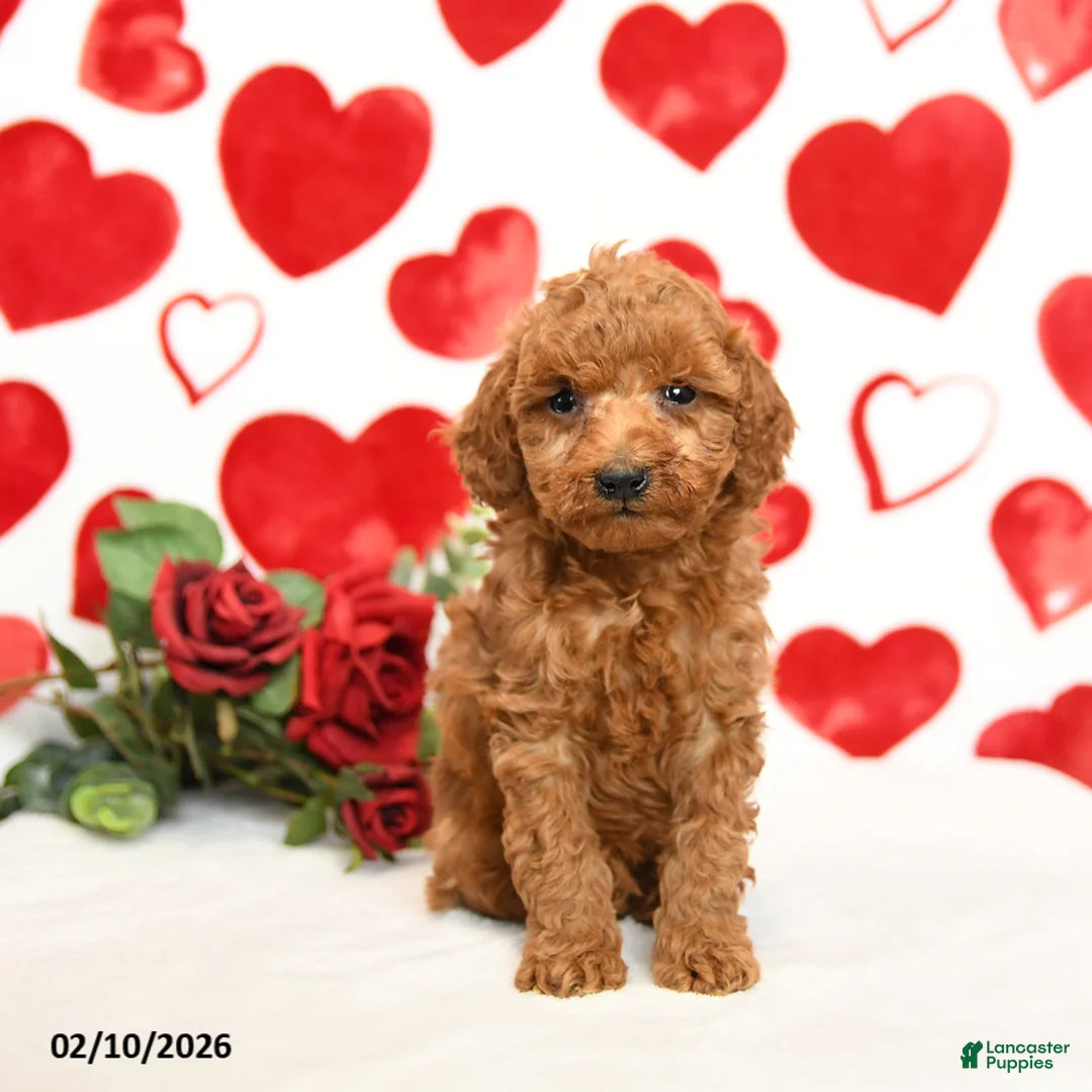Miniature Poodle dogs for sale: Handsome - Ad 3