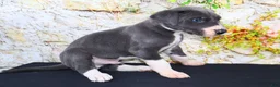 Great Dane dogs for sale: Slate - Ad 6