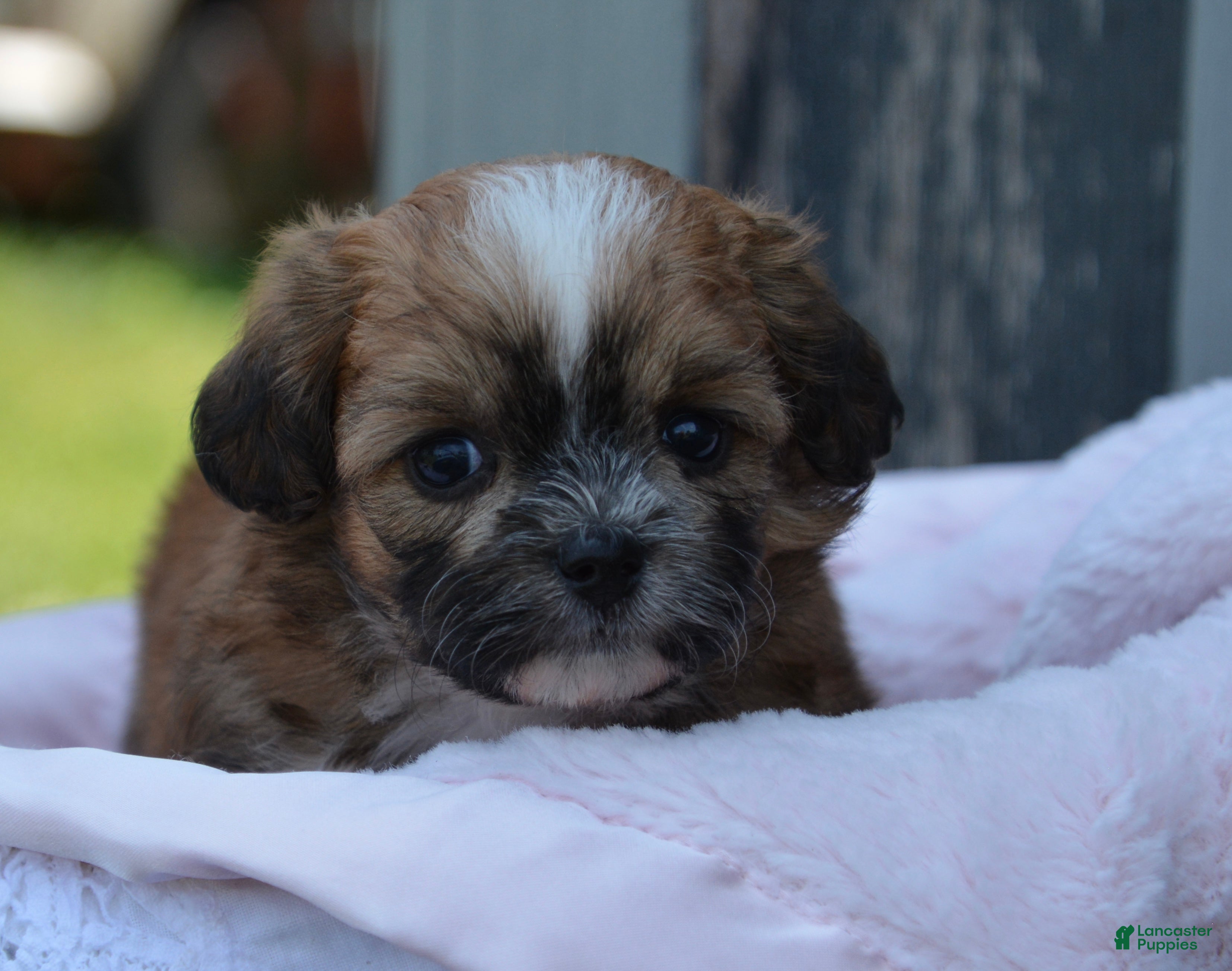 Shihpoo dogs Poppy - Ad 1