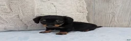 Miniature Dachshund dogs for sale: Oreo - Ad 4