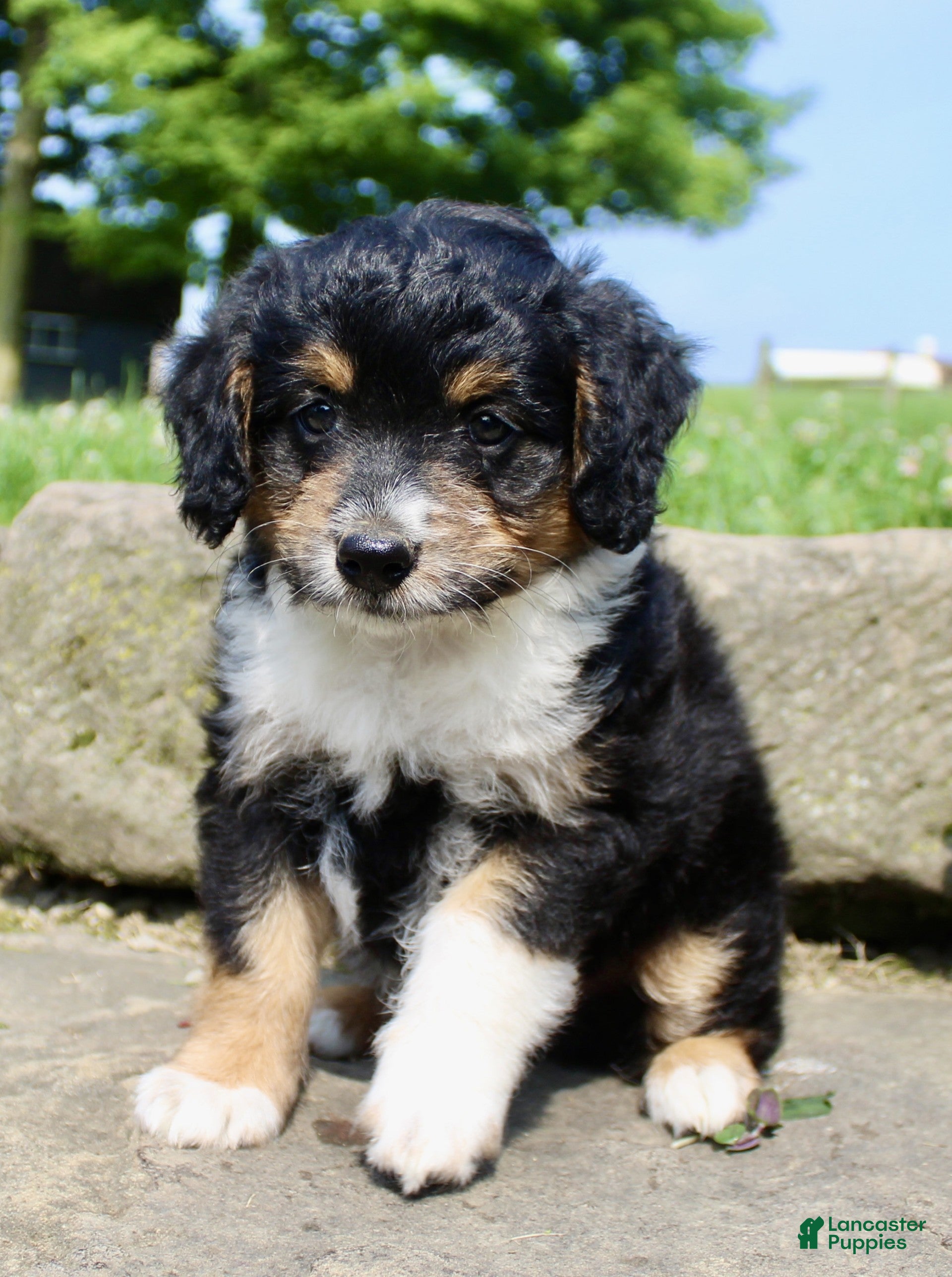 Mini Aussiedoodle dogs Lucy - Ad 2