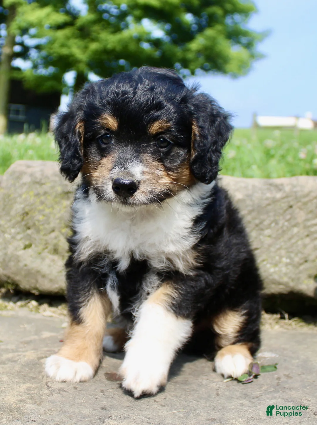 Mini Aussiedoodle dogs for sale: Lucy - Ad 2
