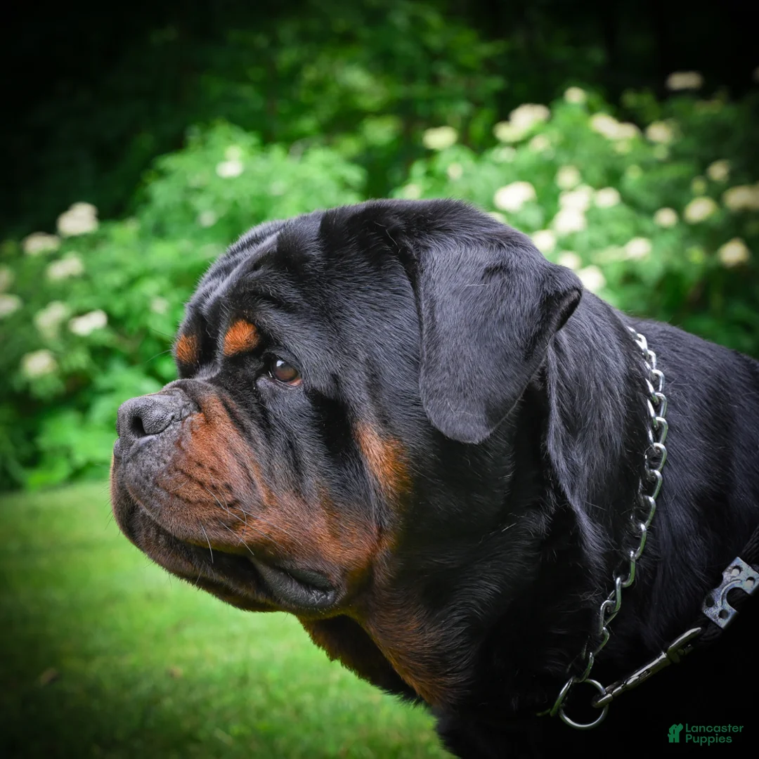 Rottweiler dogs for sale: Princess - Ad 10