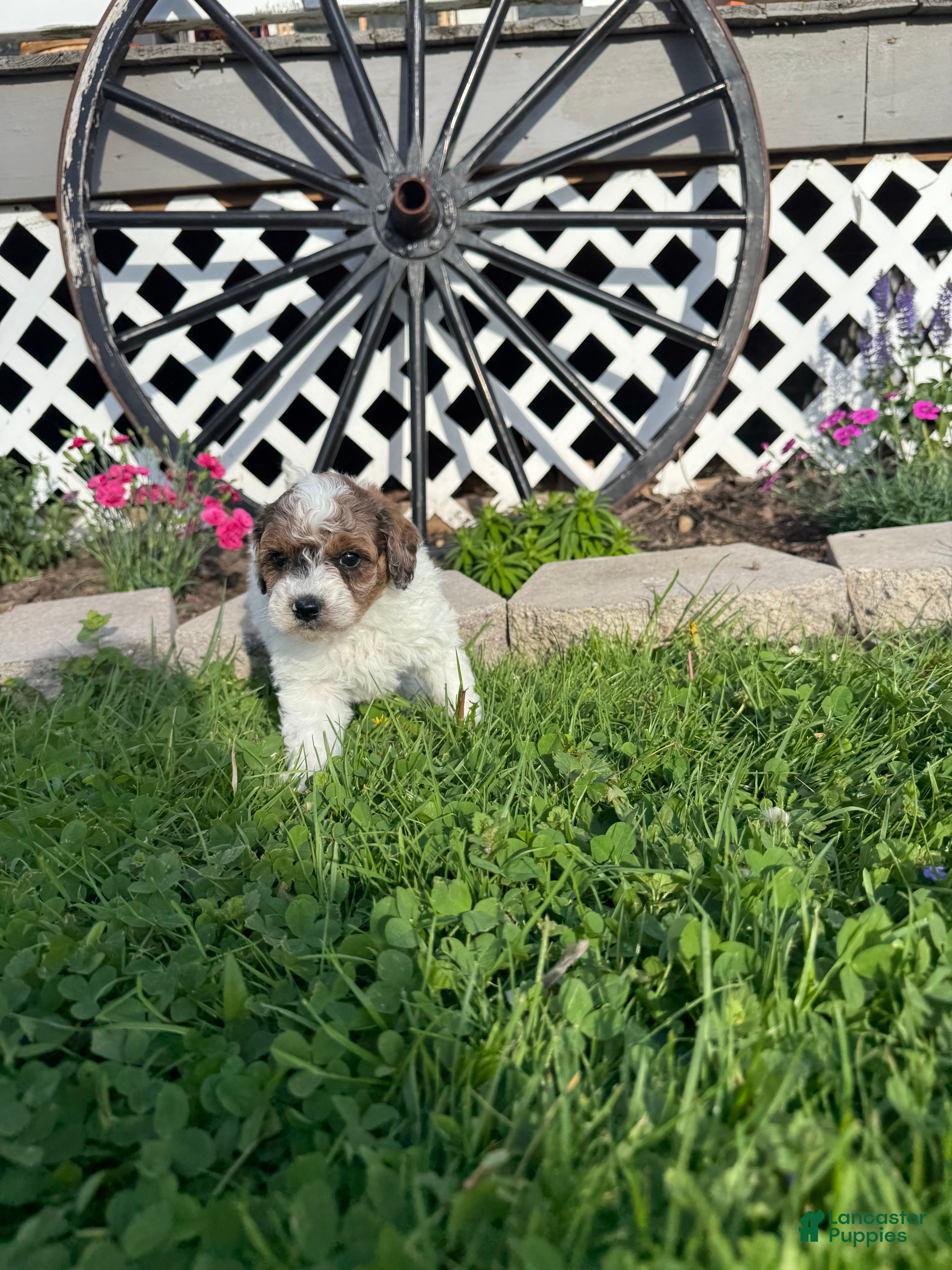 Mini Goldendoodle dogs Cal - Ad 38