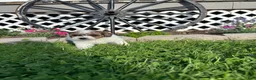 Mini Goldendoodle dogs for sale: Cal - Ad 1