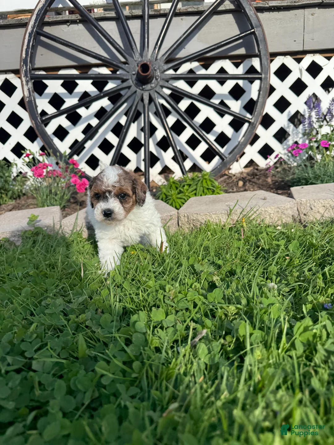 Mini Goldendoodle dogs for sale: Cal - Ad 1