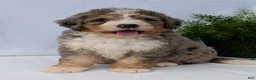 Mini Bernedoodle dogs for sale: Mini Baker  - Ad 21