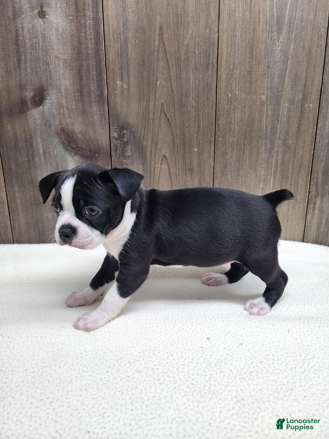 Boston Terrier dogs for sale: Boston Terrier Puppy 6 - Ad 5