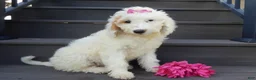 Mini Goldendoodle dogs for sale: Daisy (medium) - Ad 5