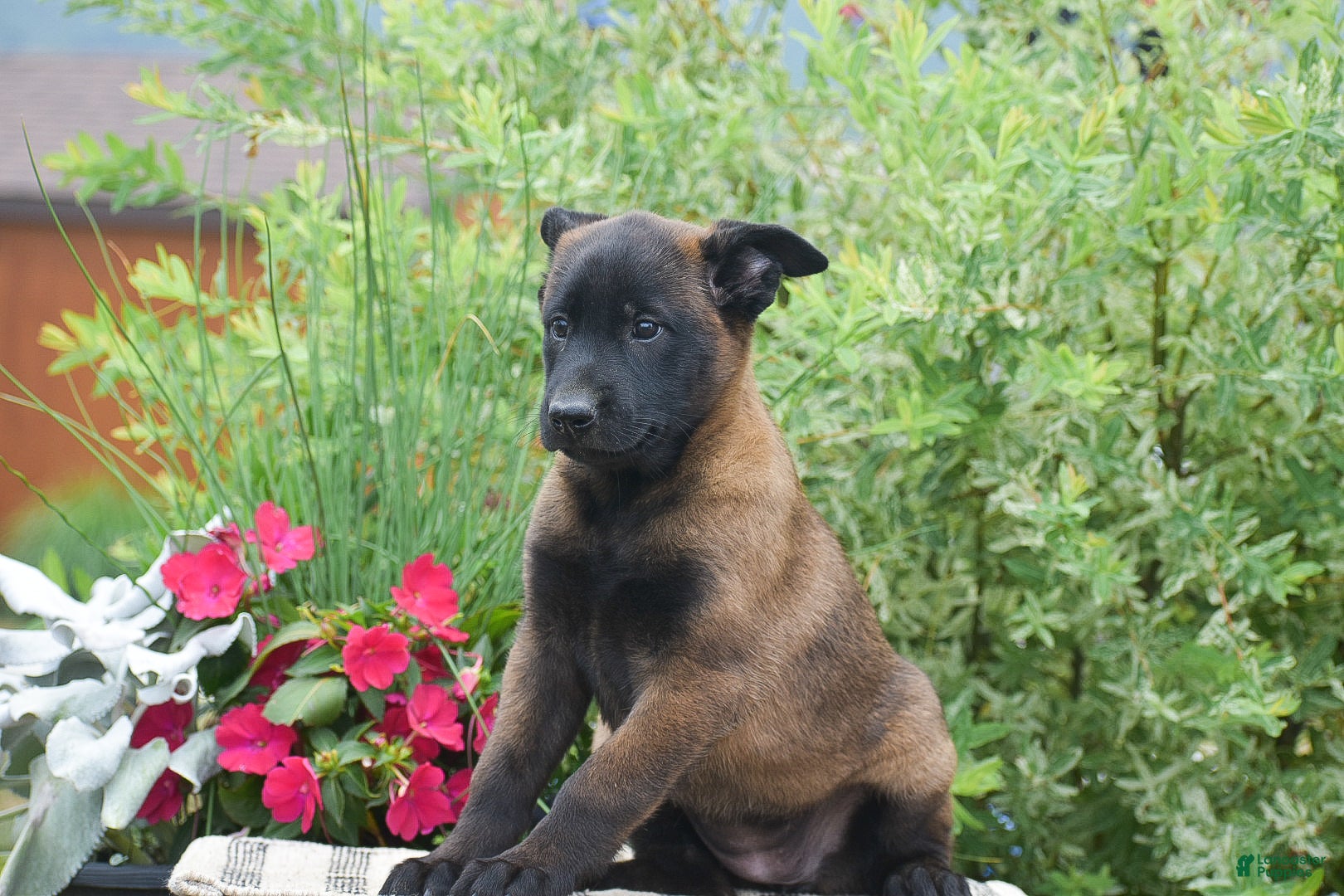 Belgian Malinois dogs Molly - Ad 2
