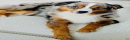 Toy Australian Shepherd dogs for sale: Toy Australian Shepherd 3 - Ad 10