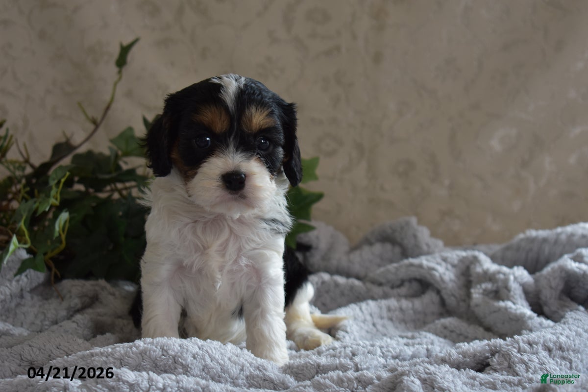 Cavapoo dogs Lanetta - Ad 2