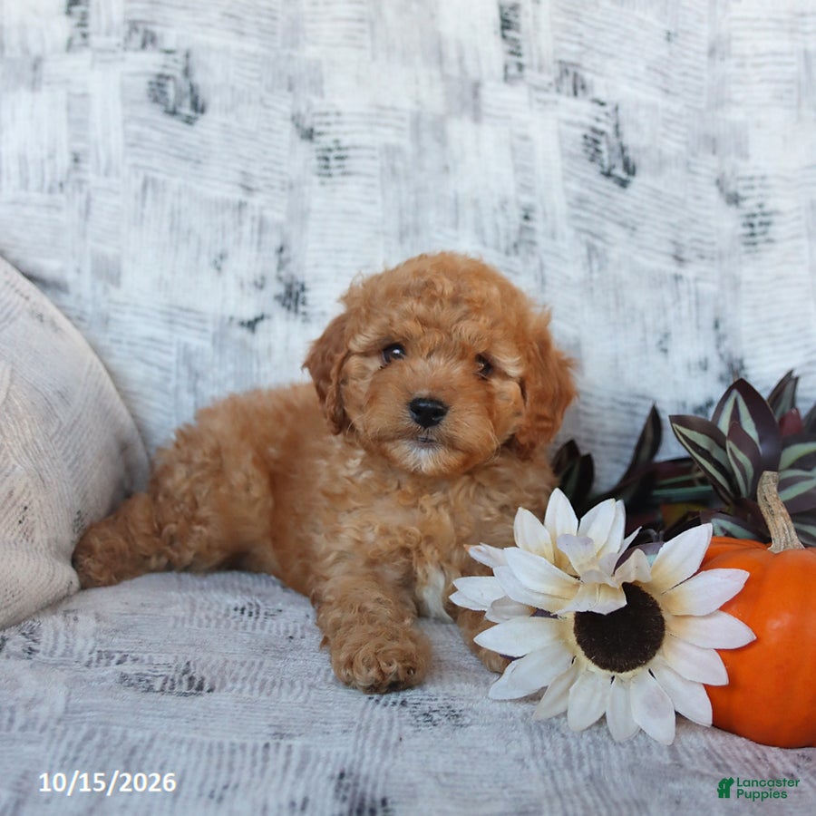 Cavapoo dogs Percy - Ad 2