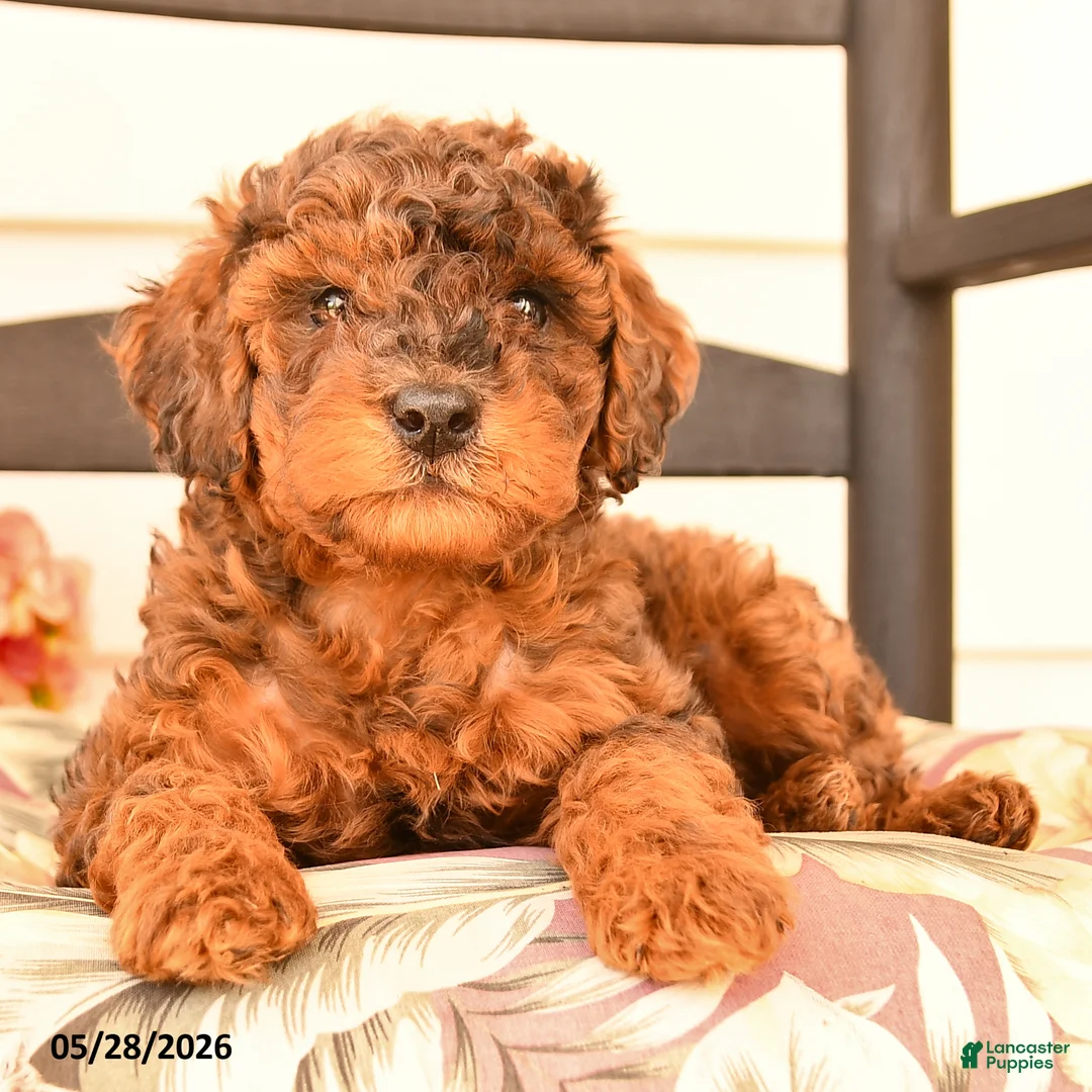 Miniature Poodle dogs for sale: Jerry - Ad 3