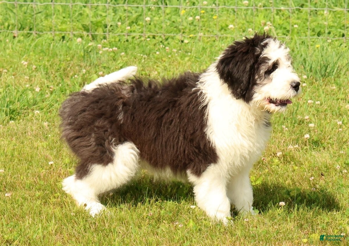 Saint Berdoodles dogs Violet - Ad 2