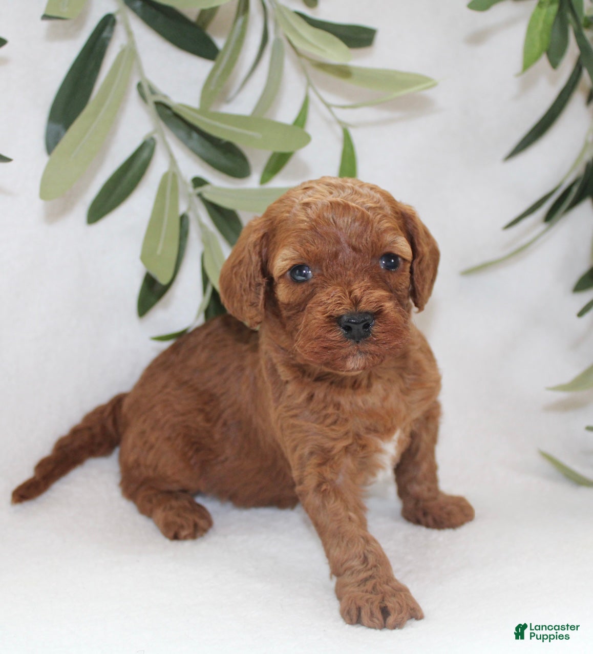 Cavapoo dogs Izzy - Ad 2